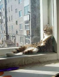 Семь снов черного кота. Сон седьмой. Муха - Сергей Преображенский - обложка книги