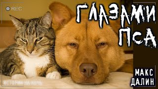 Глазами моего пса - Максим Далин - обложка книги